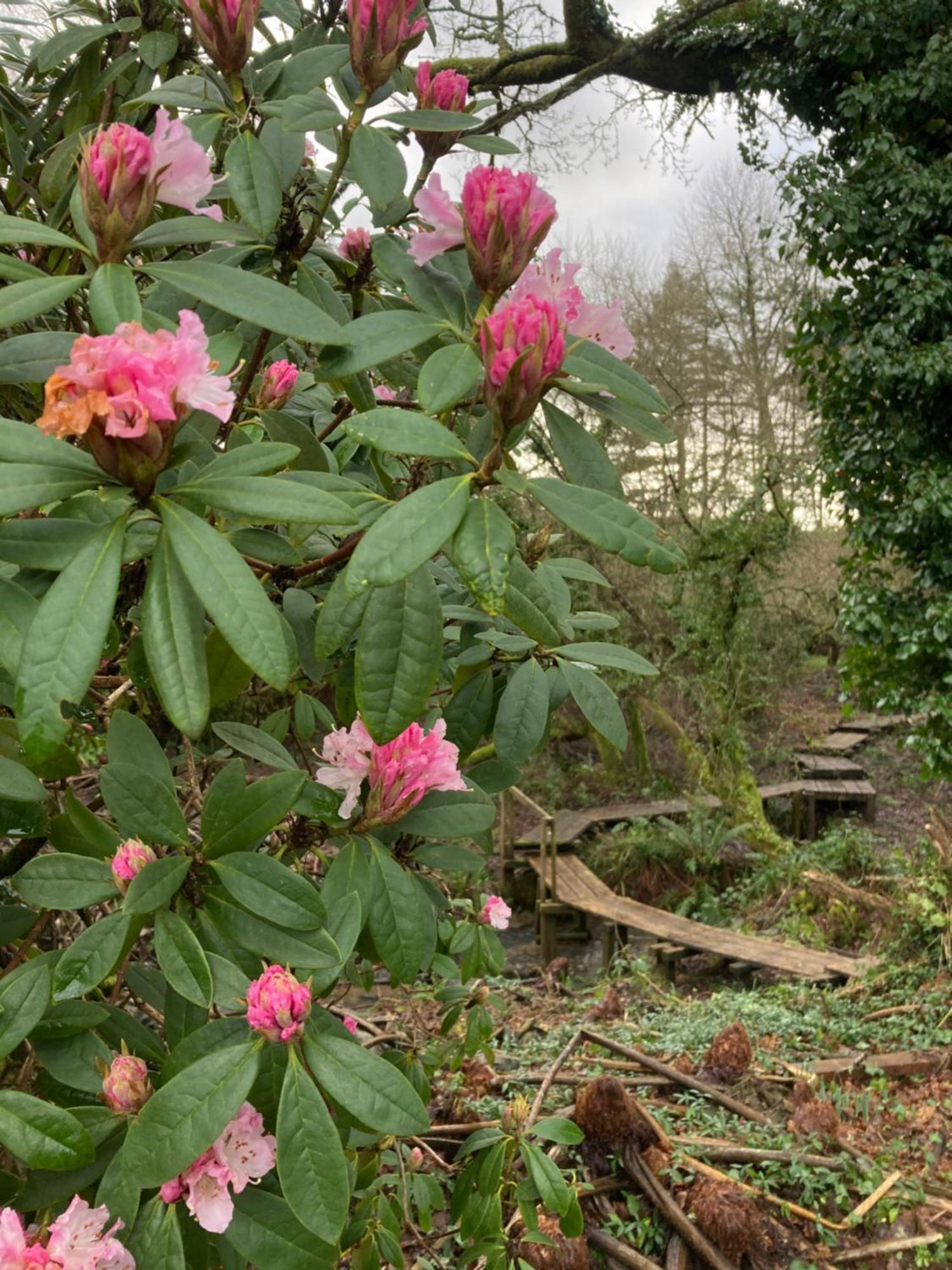 Hollyhocks Holiday Home- 2 Bedroomed Ground Floor Apartment Sleeps 5 Ivybridge Zewnętrze zdjęcie